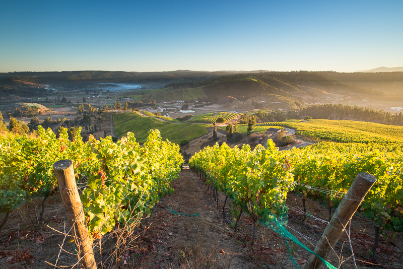 In der spanischsprechenden Welt: Ein Weinberg in Chile in Lateinamerika.